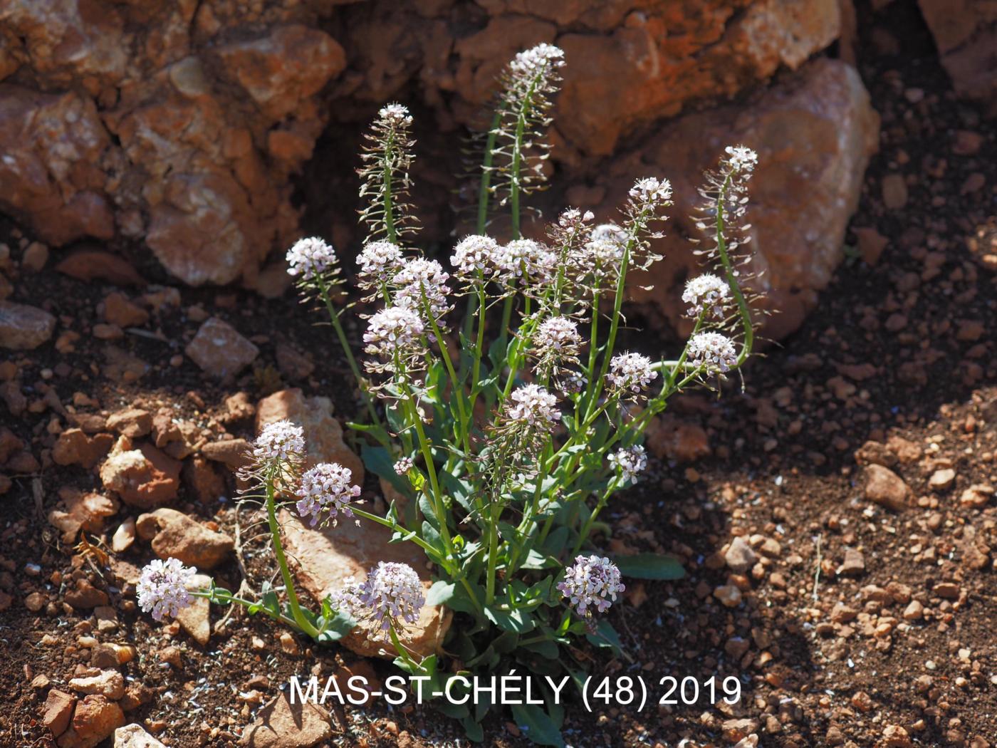 Pennycress, Alpine plant